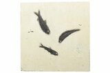 Multiple Fossil Fish (Knightia) Plate - Wyoming #233915-1